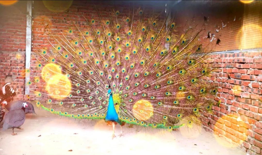 良安祥和庄园,古城祥和庄园