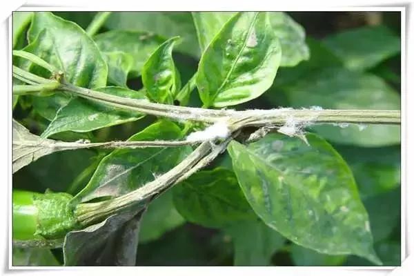 辣椒病害图谱大全大图,辣椒病害大全图片及防治方法