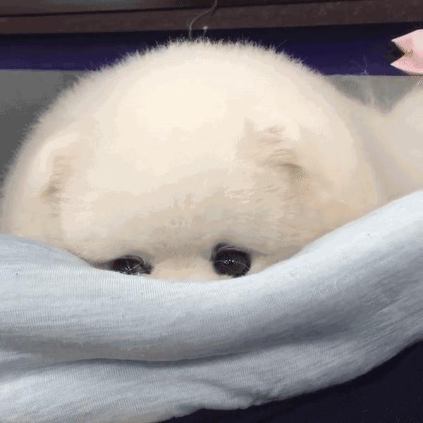 博美换牙松动怎么办,狗博美换牙后是不是不会很尖了