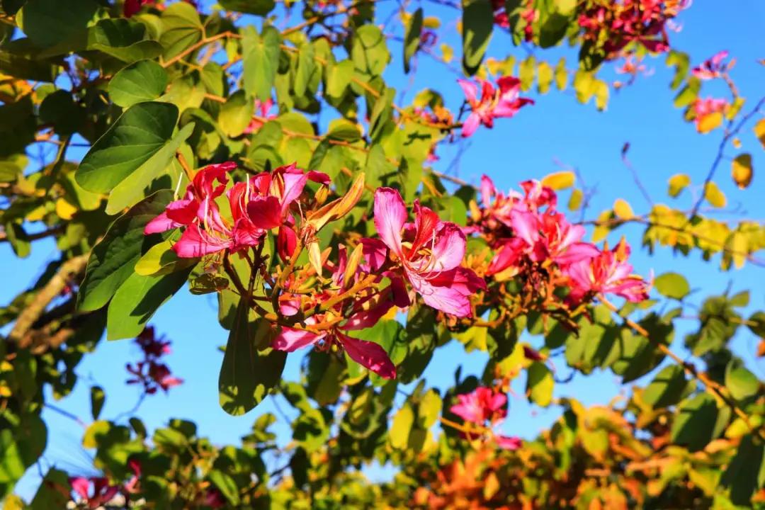 福州职业中专学校风景,福州职业技术学院校园图