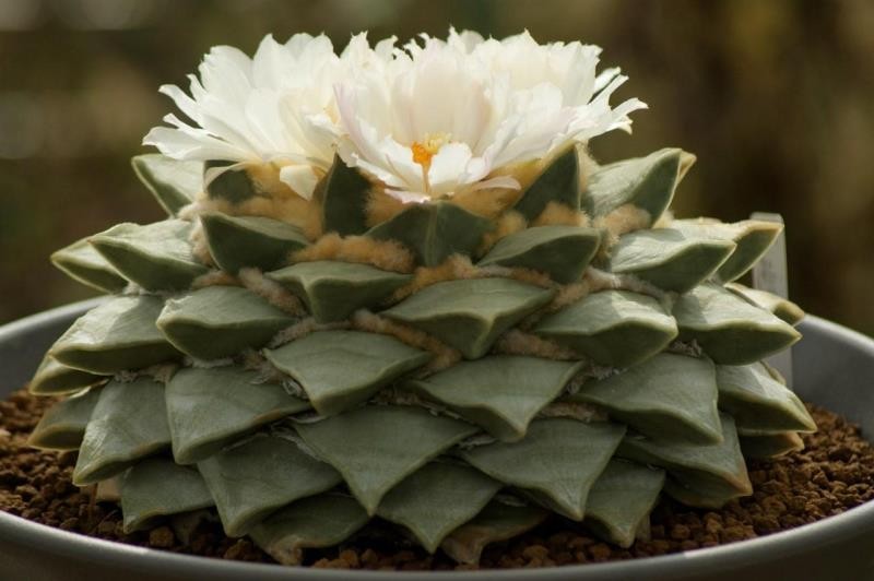 仙人掌要怎么养才能结果,仙人掌怎样才长叶子