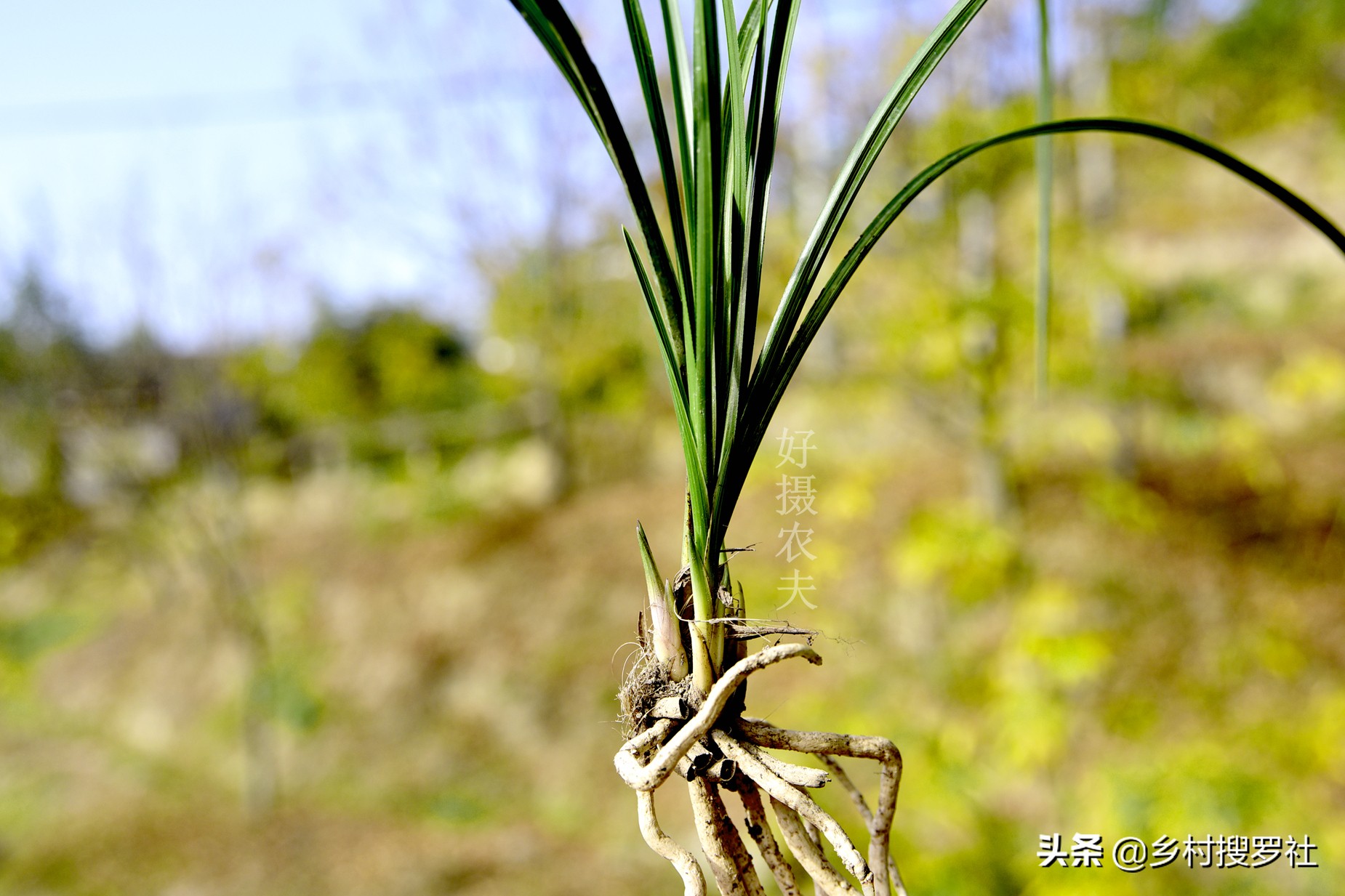 文殊兰移栽怎么判断成活,大叶兰怎样培育
