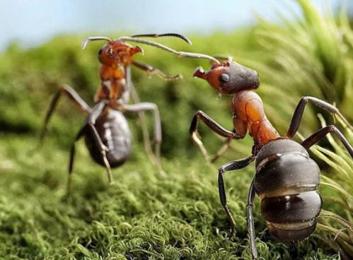 蚂蚁个头很小,蚂蚁为什么会咬人呢