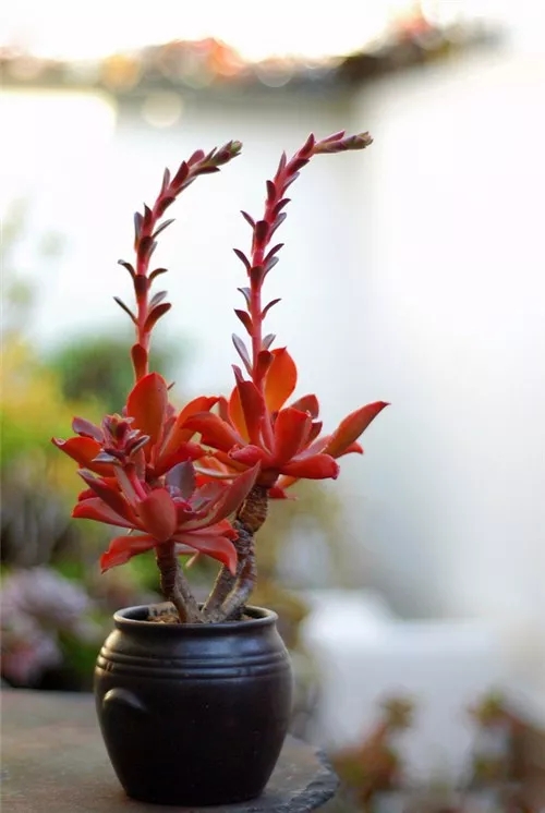 多肉老桩速成法根本用不了三五年,多肉怎么养成老桩小技巧