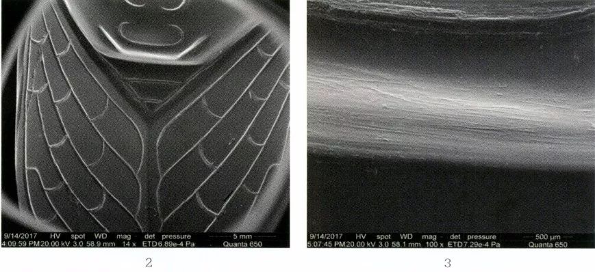 徐州狮子山楚王陵玉器,狮子山楚王出土玉器