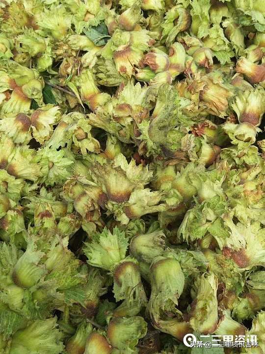 富太大榛子磐石臻园,富太大榛子