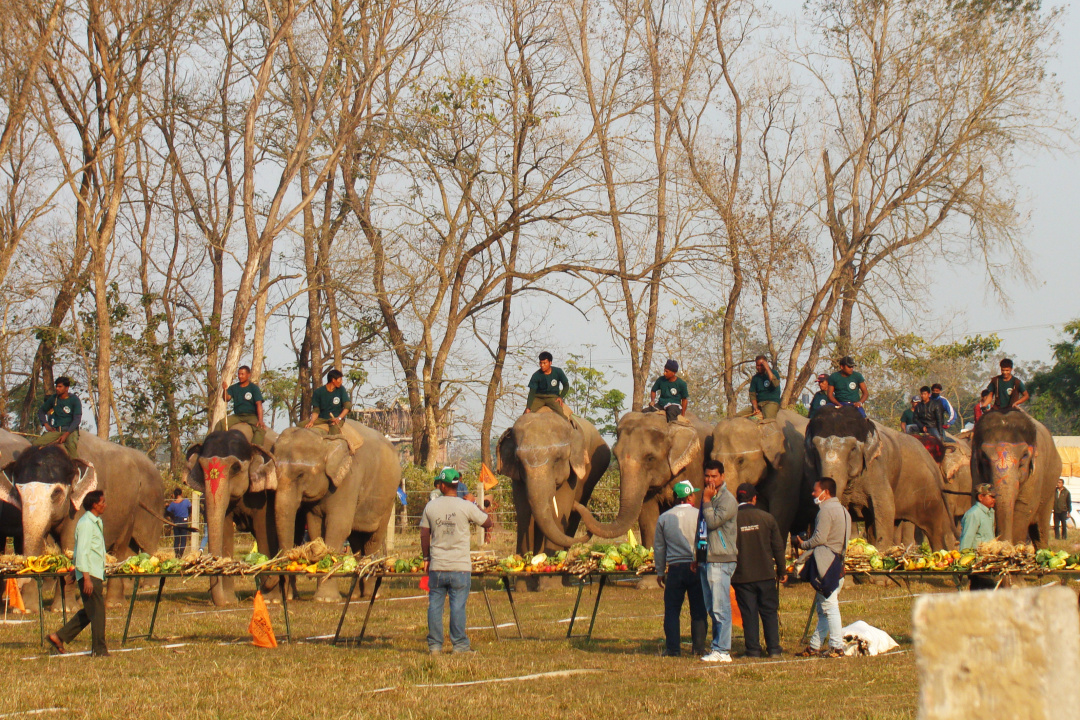大象足球大赛,大象足球赛