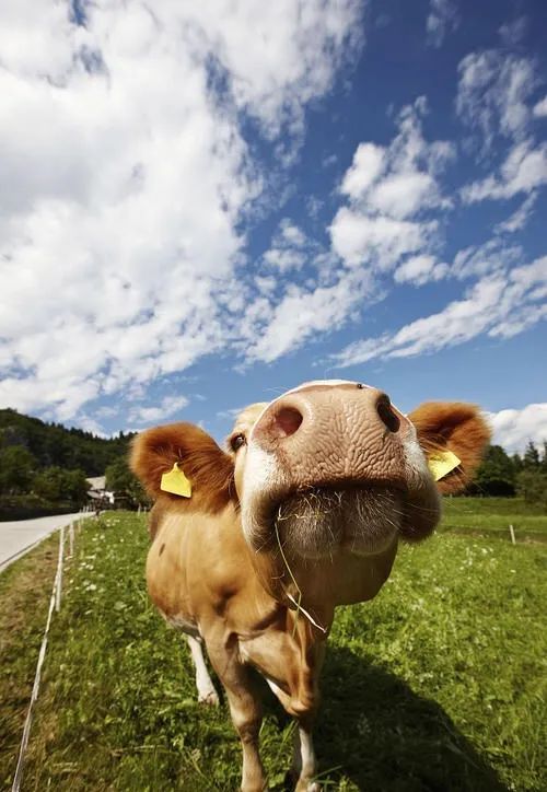 牛巴氏杆菌病,牛巴氏杆菌病疫苗使用说明