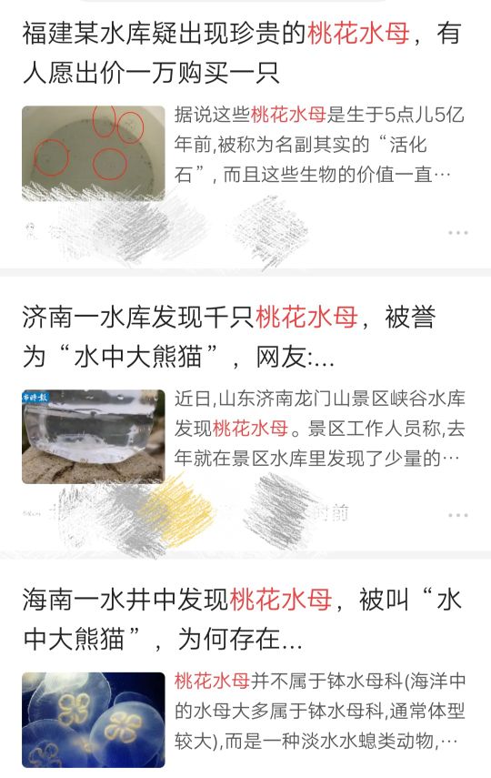 罕见泸州再现水中大熊猫桃花水母,四川成都发现水中大熊猫桃花水母