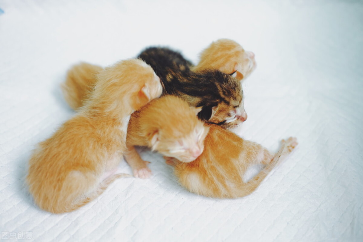 怎么照顾猫妈妈和刚出生的猫宝宝,母猫生孩子后猫妈妈怎么照顾