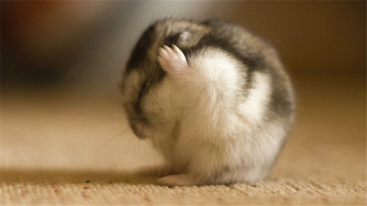 自制仓鼠磨牙工具,最好用什么给仓鼠磨牙齿