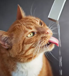 猫咪便秘大便带血,猫咪拉不出屎怎么快速解决