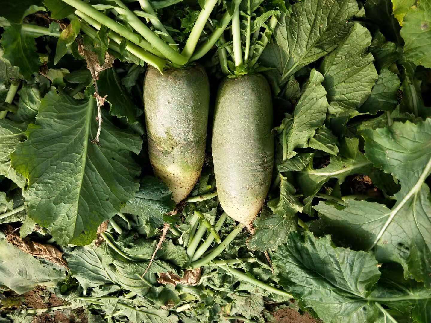 怎样种萝卜密植产量高,萝卜白菜怎么提高产量