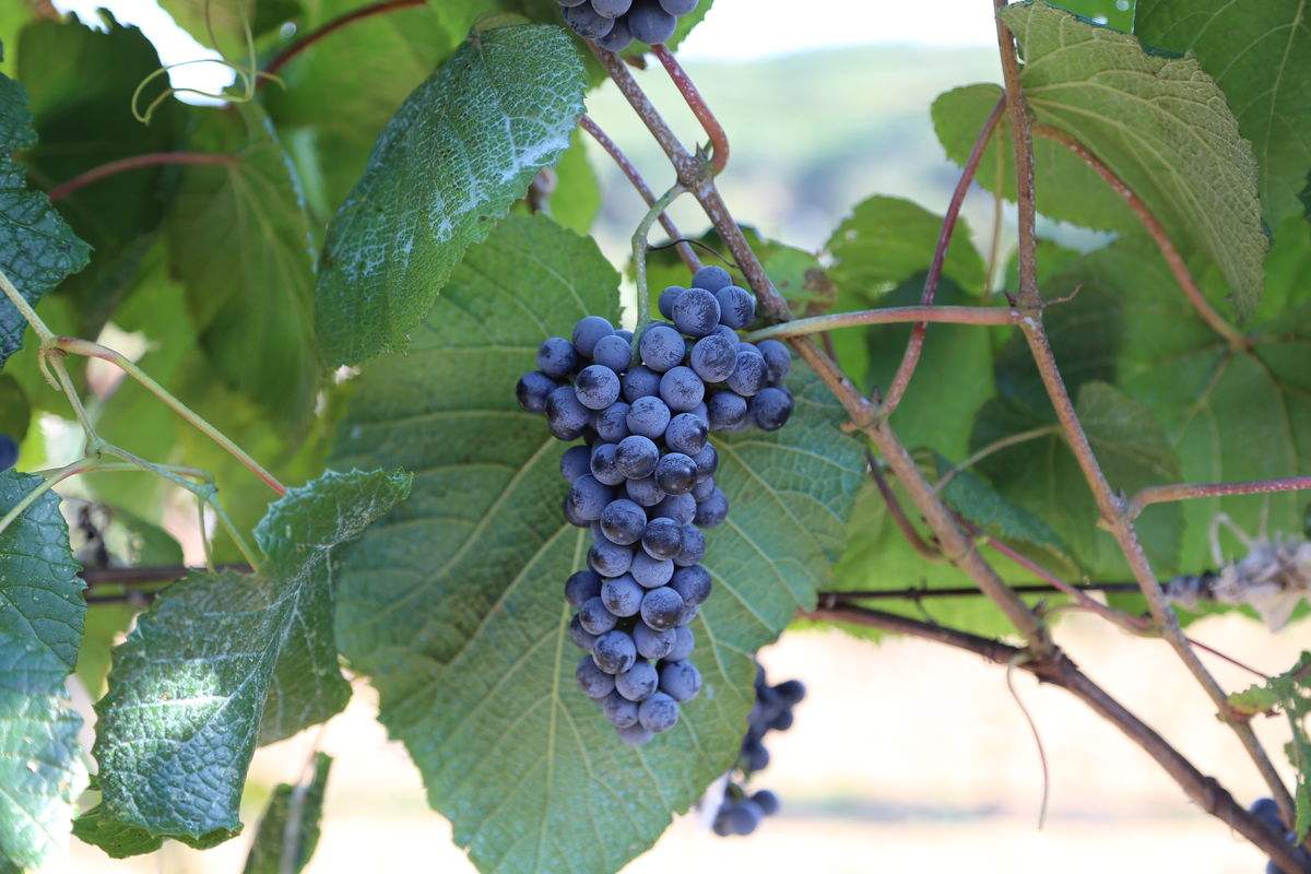 农村的野果子有哪些,农村的野果子真好吃