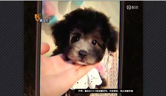 网上买比熊和博美,买博美犬和比熊