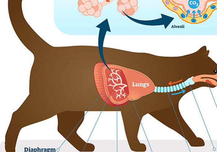 猫咪铲屎官必须知道的事情,猫咪肺部肿瘤症状及治疗方法