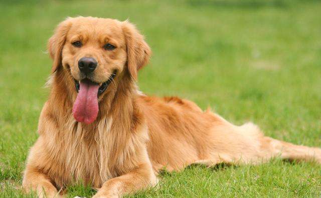 金毛好养吗爱乱跑吗,金毛好养吗会乱叫吗