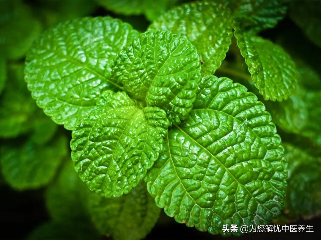 一味中药治口干舌燥,治疗口干舌燥有奇效