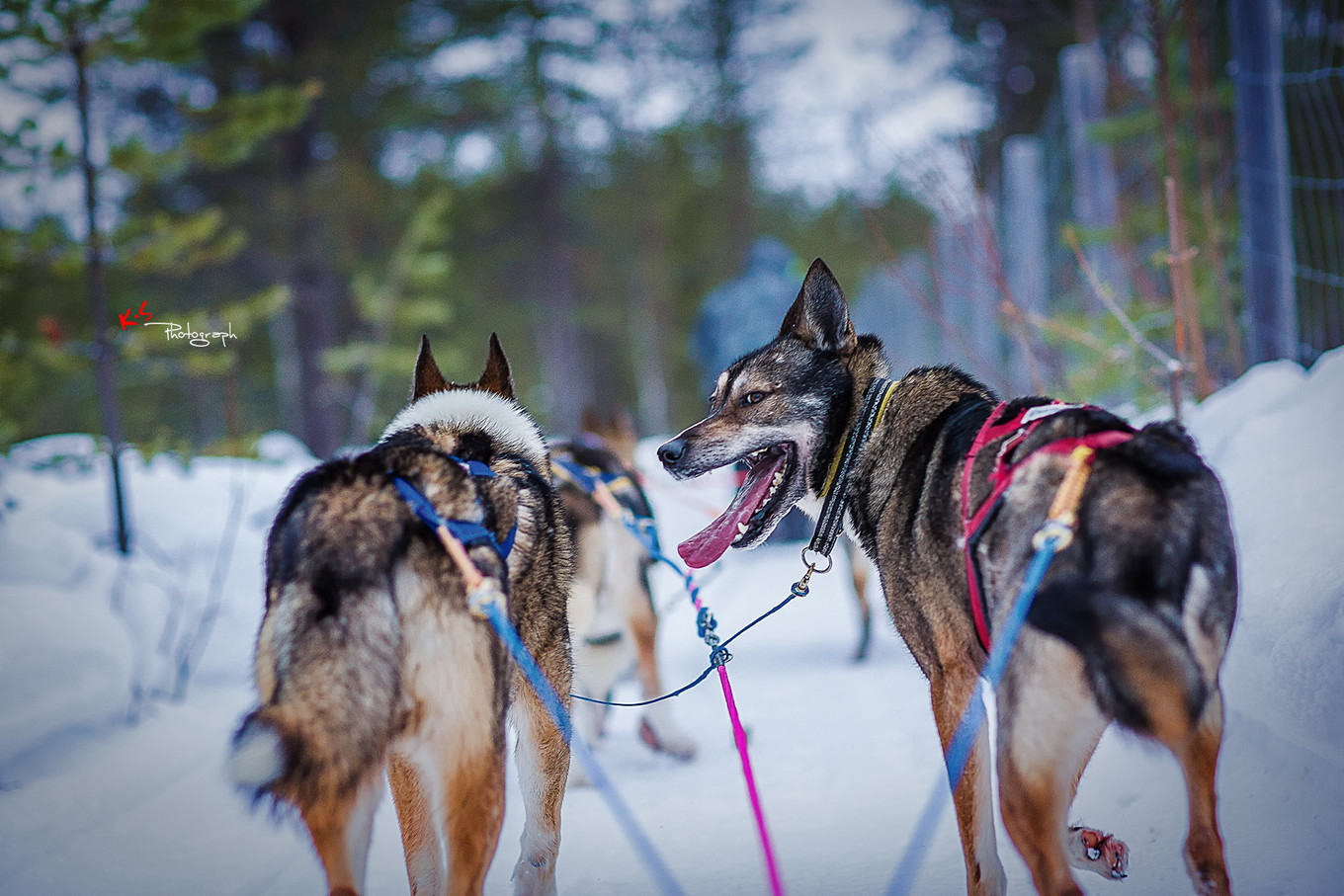 果小姐的日常,果小姐的慢生活
