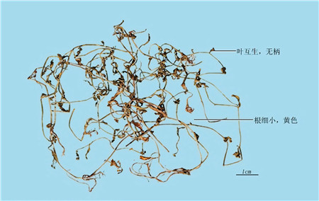 【清风典历】慷慨轻身堕蒺藜