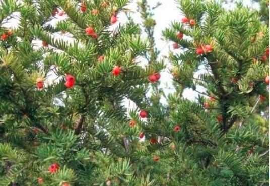 “红豆杉”是什么样子的？终于有点懂了