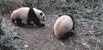 你才可爱你全家都可爱怎么回,你才可爱你全家都可爱出处