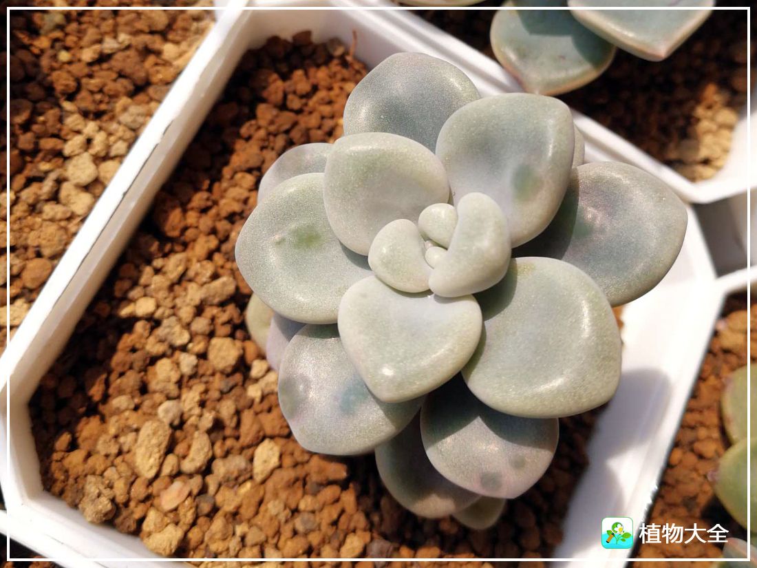 多肉植物艾伦视频,多肉植物艾伦价位