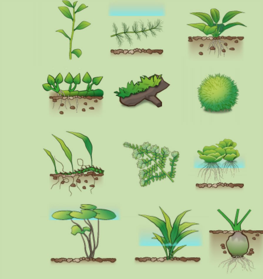 阴性草如何养,阴性草之苔类植物养殖经验总结