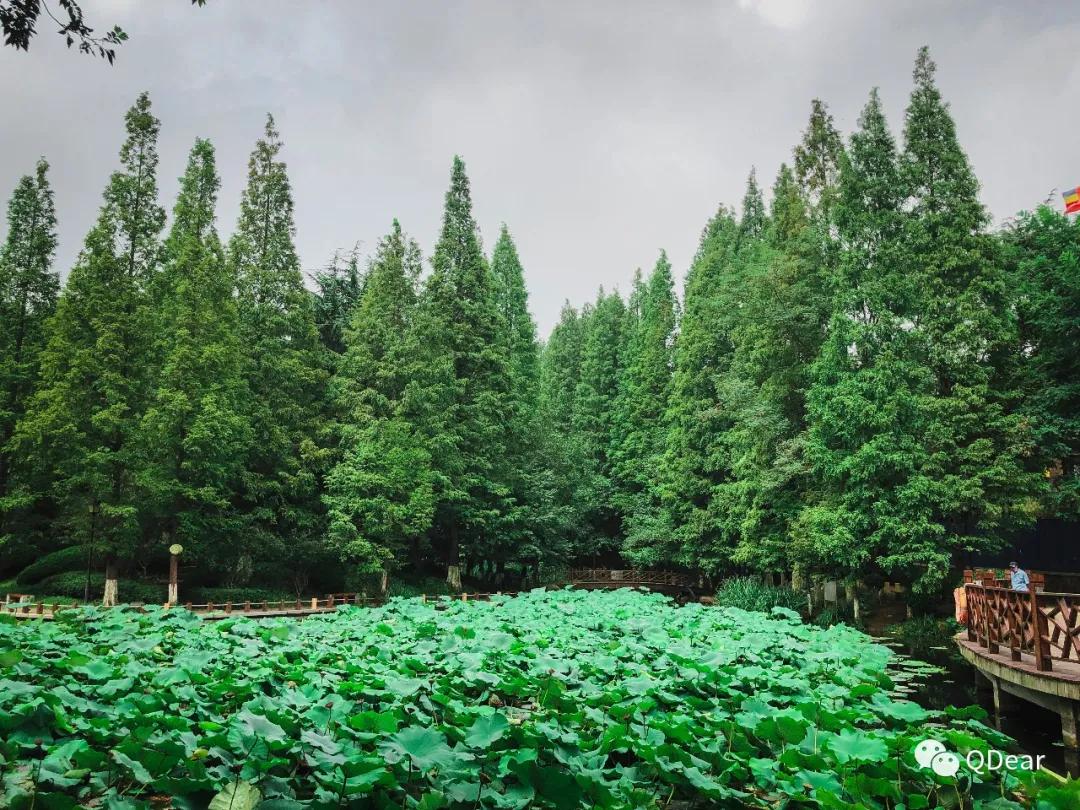 青岛最适宜旅游的景点有几个,青岛过年免费旅游景点