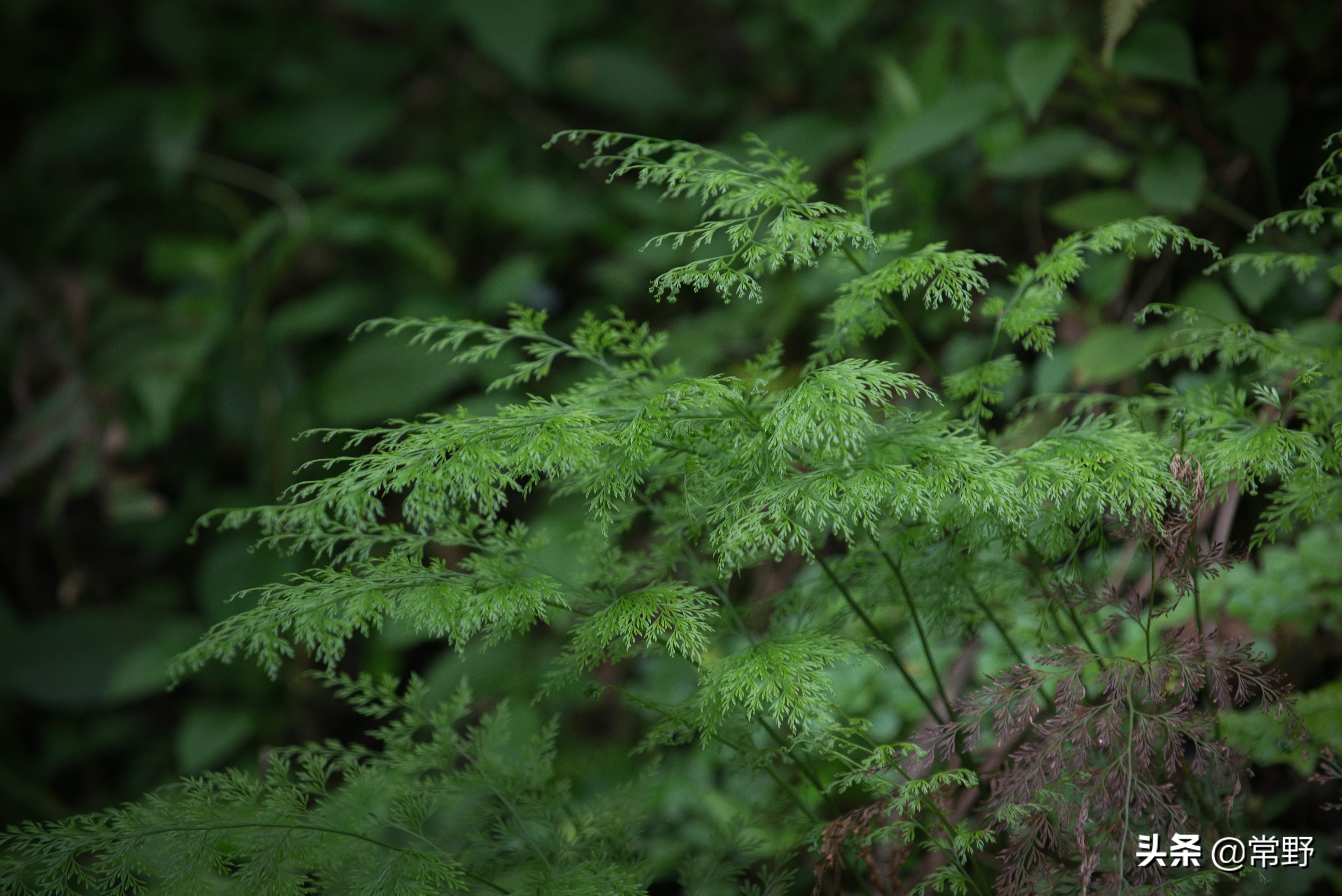 长沙谷山为什么叫谷山,长沙郊野公园
