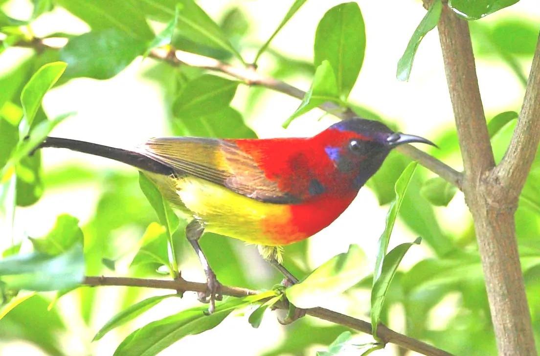 可爱的太阳鸭,可爱的太阳鸟