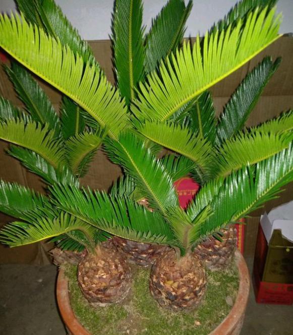 铁树黄叶解决方法,铁树黄叶怎么处理