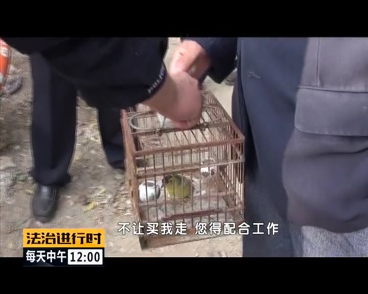 严厉打击非法捕猎候鸟,内蒙大兴安岭非法捕猎候鸟