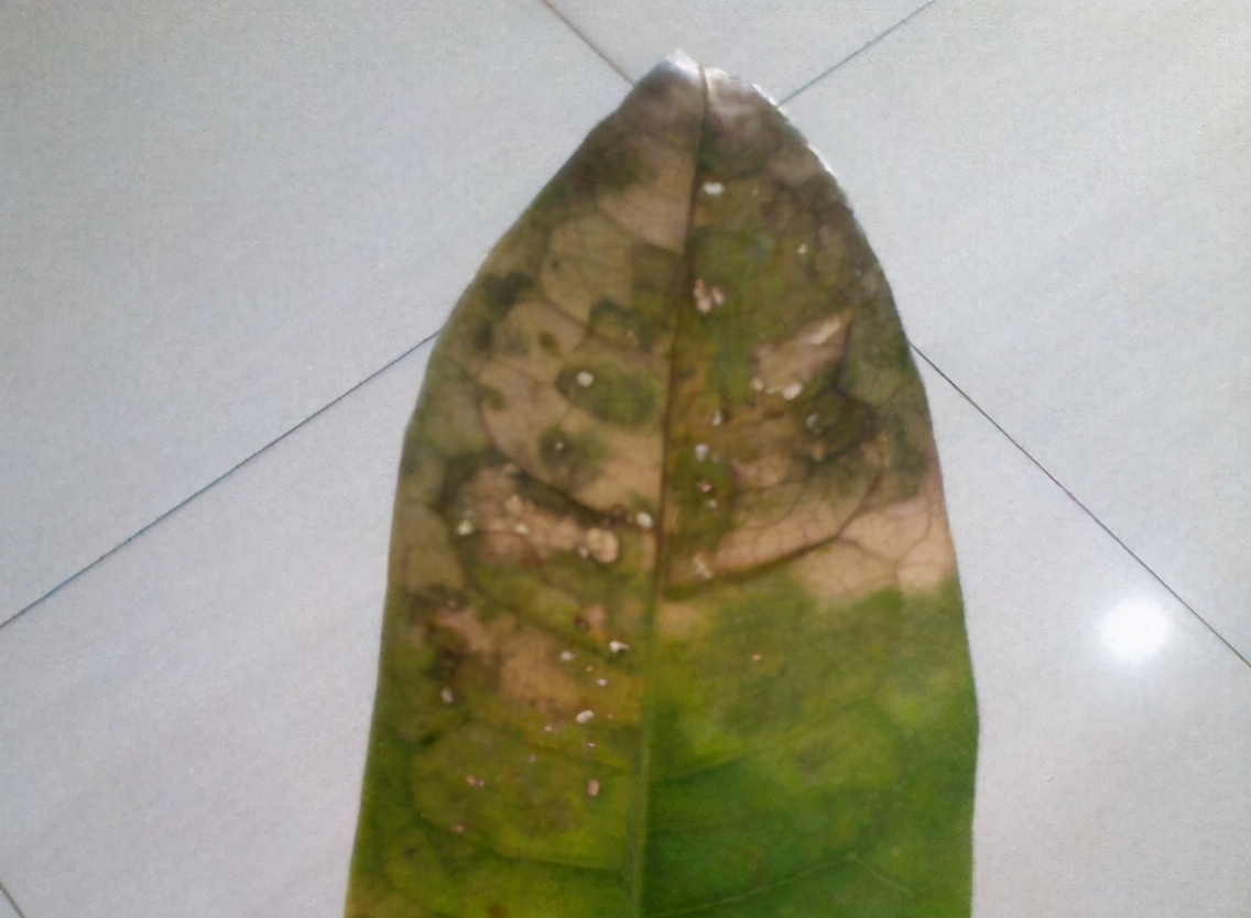 发财树叶片有斑点是什么病,发财树叶子变黄有黑点怎么回事