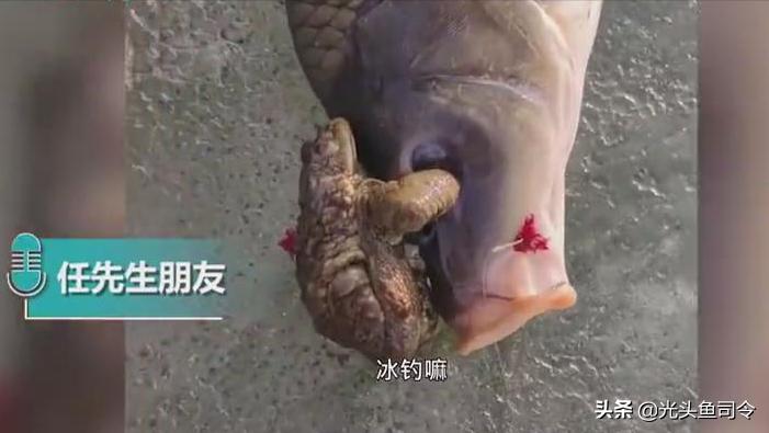 金蟾抱鲤为什么寓意升官发财,金蟾抱鲤升官发财