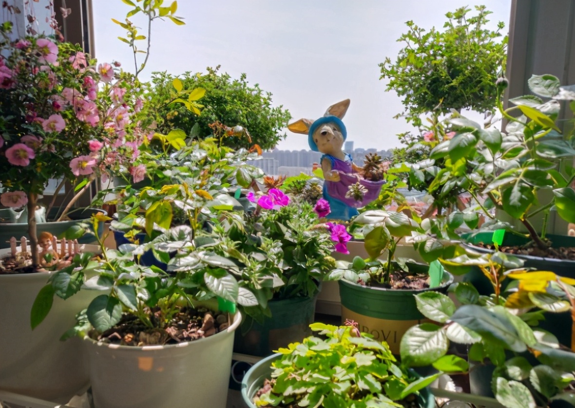 养花的小技巧大全视频,养花知识大全和小技巧