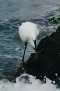 关于白鹭的资料,关于白鹭的资料五年级