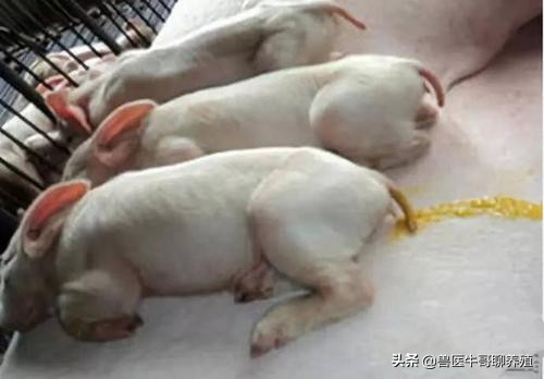 小猪细菌性拉稀和病毒性拉稀区分,小猪拉稀怎么治疗好得快