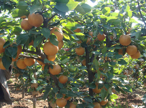 晚秋黄梨种植初次挂果几年,晚秋黄梨幼苗怎样管理