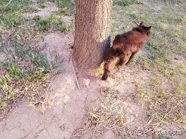 光影中的生灵仙鹤,光影生灵幻化图