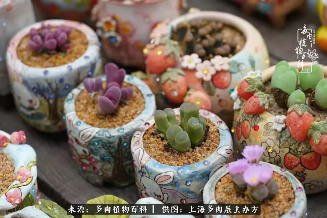 2023多肉展会直播,2023上海多肉植物展