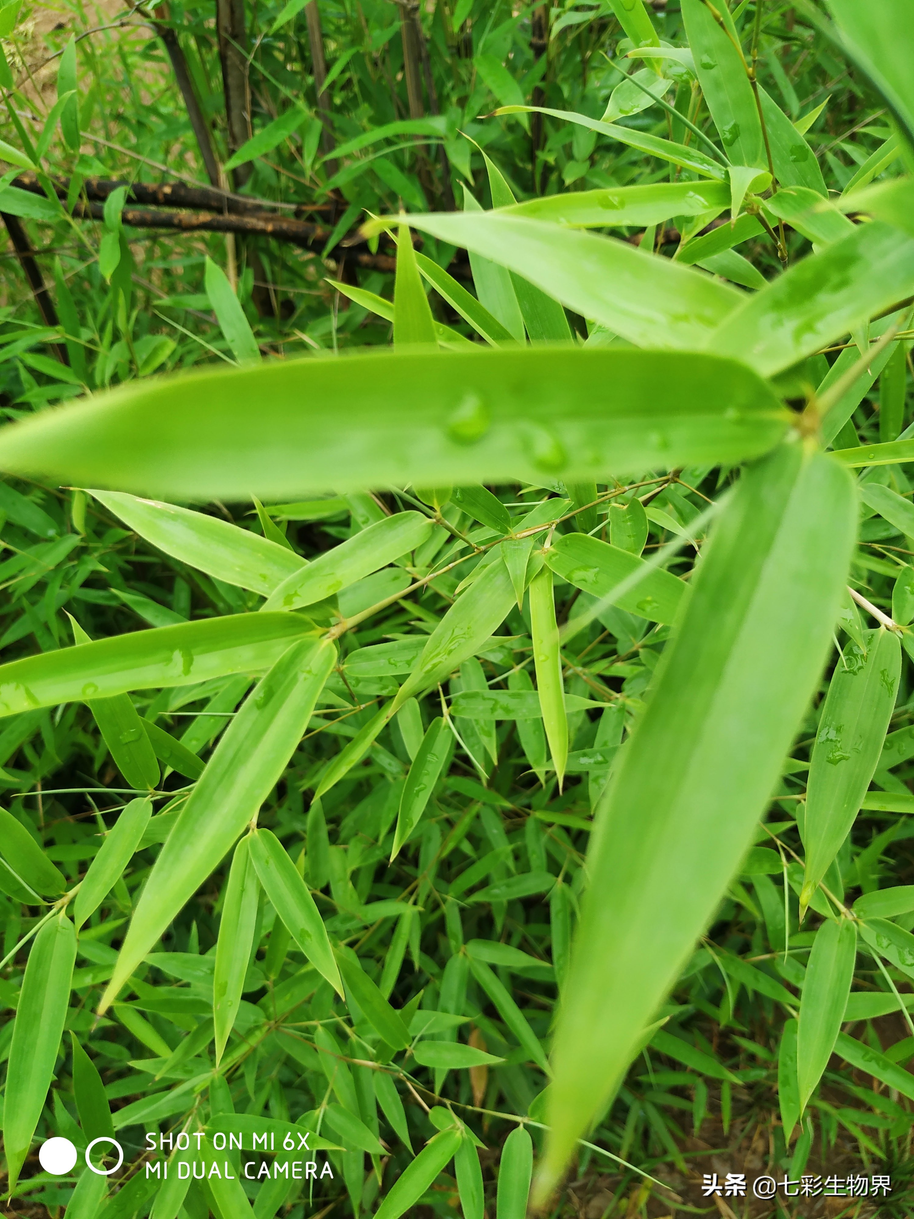 竹叶茶有清热解毒的功效,菊花竹叶茶能去火吗