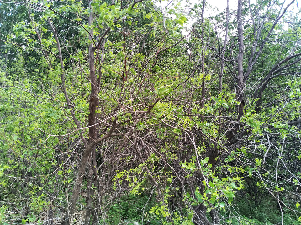 家枣树能和野枣树嫁接吗,大枣树怎样嫁接新品种枣树