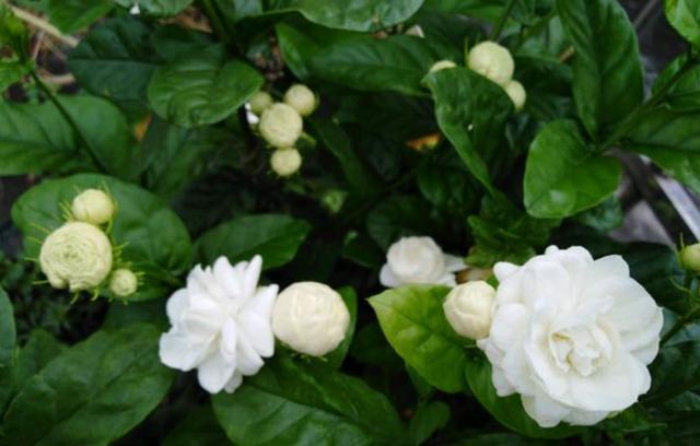 茉莉花喜欢什么肥料,茉莉花最好养的品种是哪一款