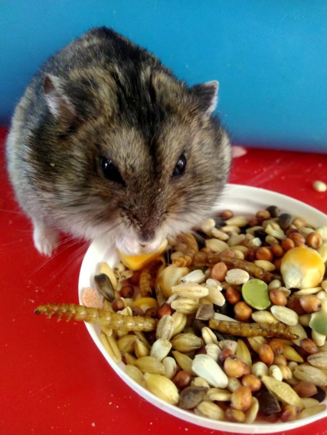 养仓鼠的注意事项和禁忌,养熊类仓鼠的注意事项