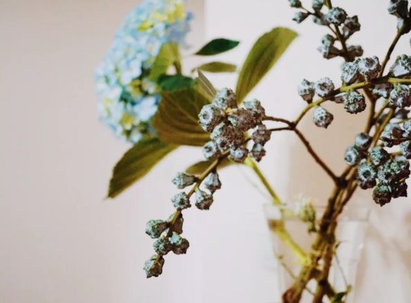 她用这种高颜值的干花装饰家里,隔壁邻居都惊叹不已