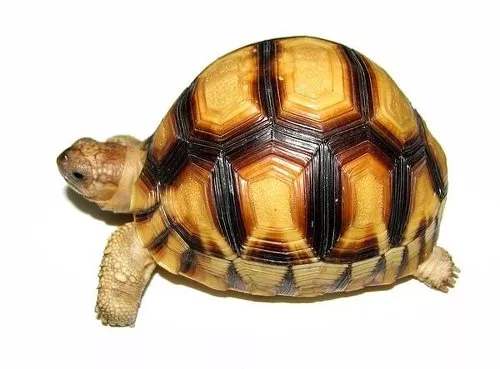 牢底坐穿系列,养一只就会坐牢,快看下你家有没有这些乌龟