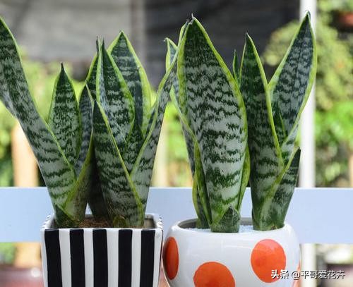 新房子装修放什么植物除甲醛,新房什么植物去除甲醛最好