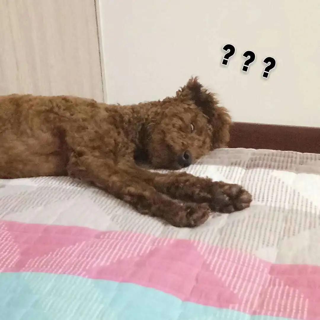 模仿狗狗睡姿,分享下你家狗子的睡姿