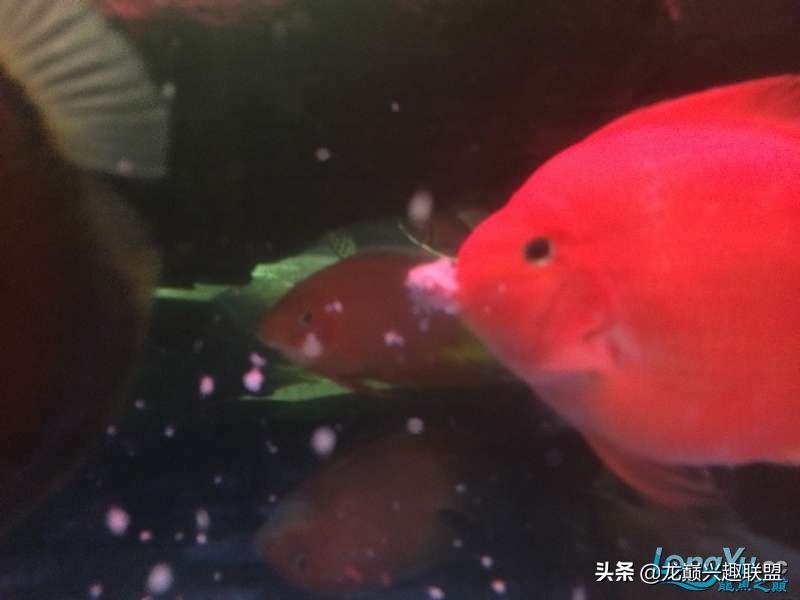 手把手教你做龙鱼最强营养秘方食谱--鲜虾牛肉狮子头,别馋哈